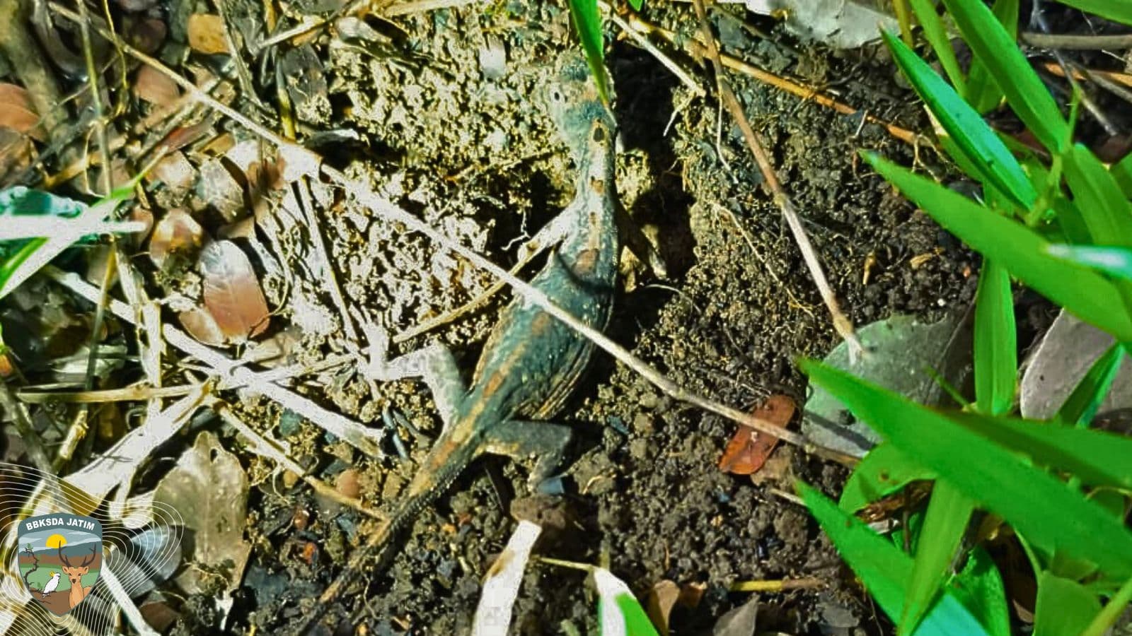 Tiga Butir Telur Terkubur, Saksi Langka Kehidupan Naga Terbang