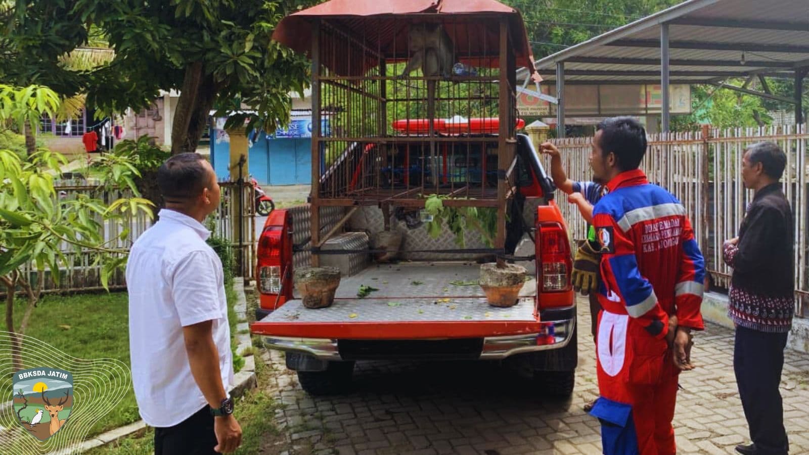 Jalan Pulang Monyet Ekor Panjang dari Semen Kidul, Bojonegoro