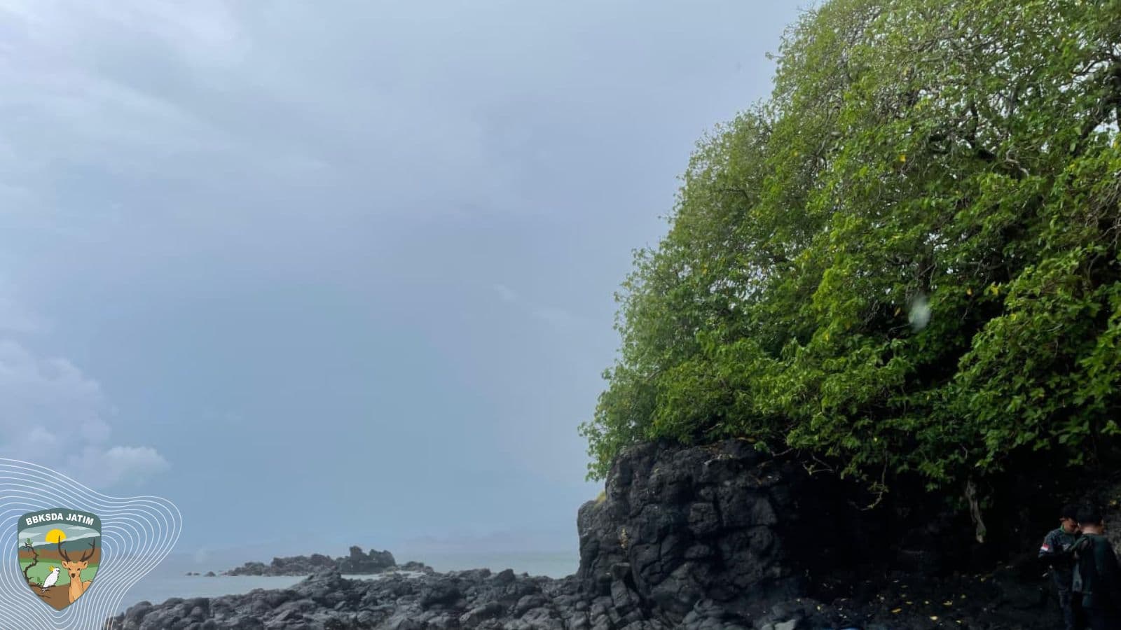 Lebih dari Sekadar Bunga Keraton! Mengapa Wijayakusuma Menentukan Nasib Pulau Kecil? - Thumbnail 1