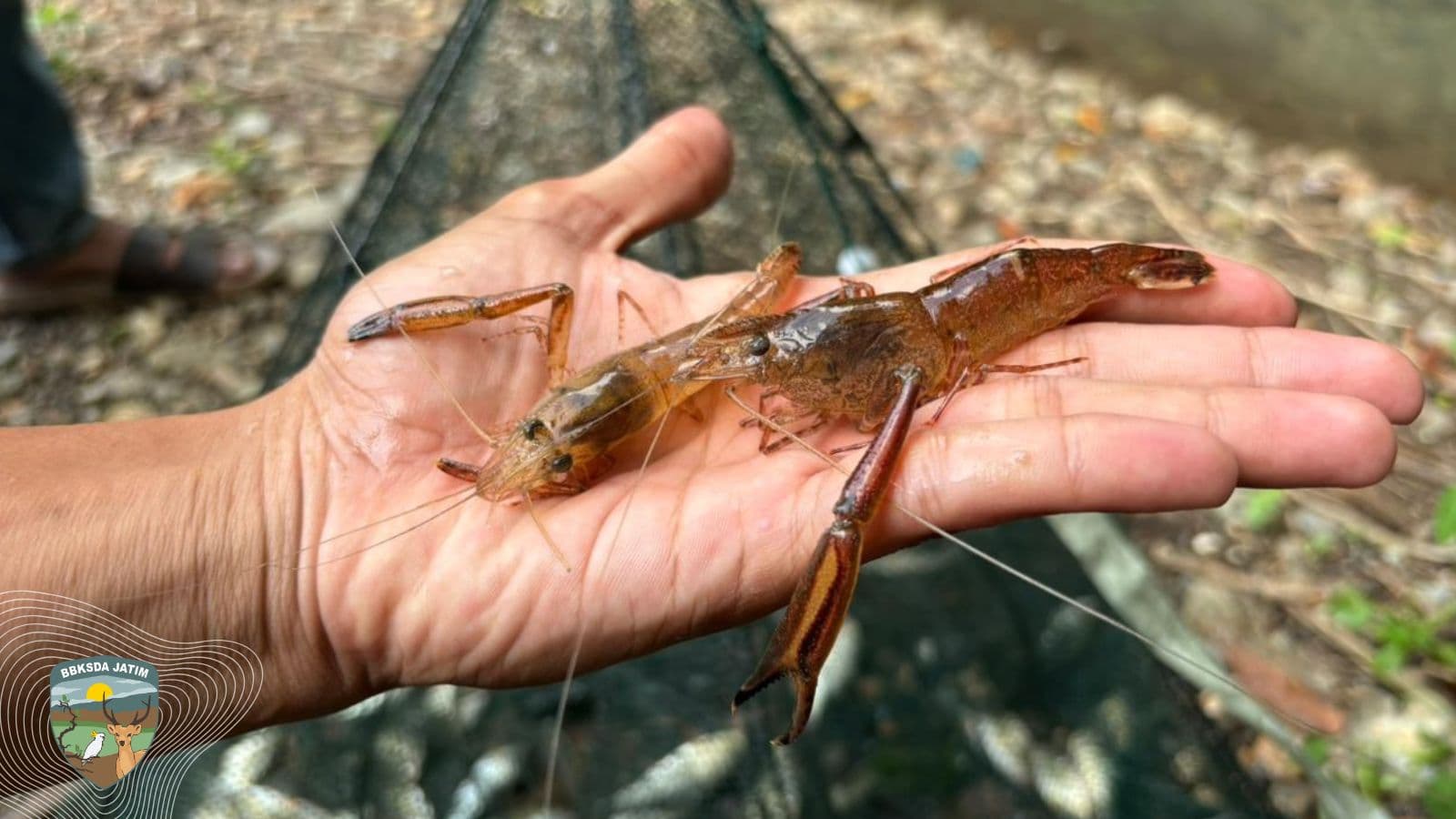 Dari Dasar Danau Purba hingga Sungai di Ujung Pulau, Jejak Krustasea Endemik Bawean Terungkap - Thumbnail 1