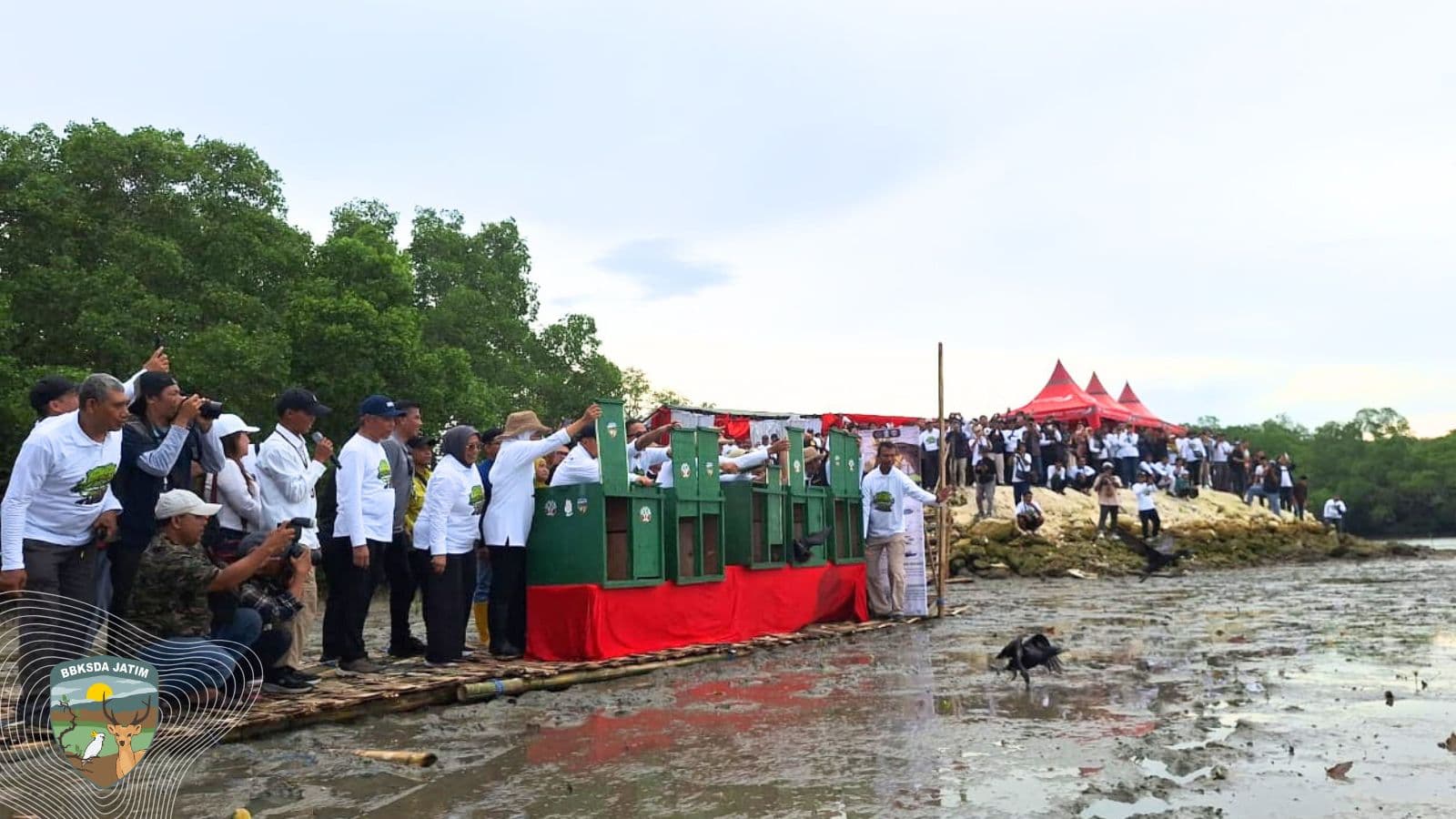 Pelepasliaran Pecuk Padi Hitam Warnai Festival Mangrove ke-8 Jawa Timur di Bangkalan