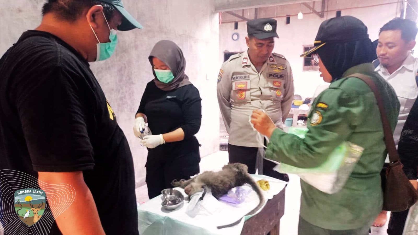 Konflik Monyet Ekor Panjang Mengguncang Jember, Tim Matawali Bergerak Cepat