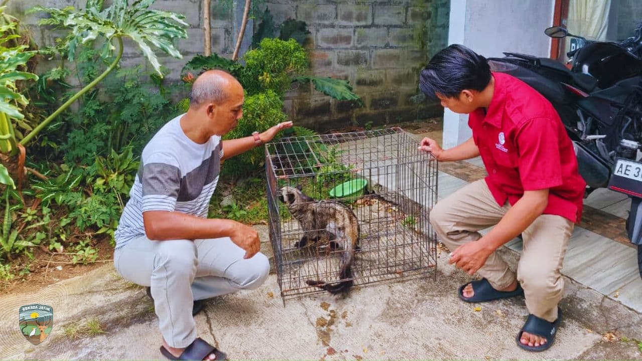 Tiga Tahun Terjebak Dalam Kandang Karena Tren Media Sosial, Musang Ini Siap Kembai Ke Alam