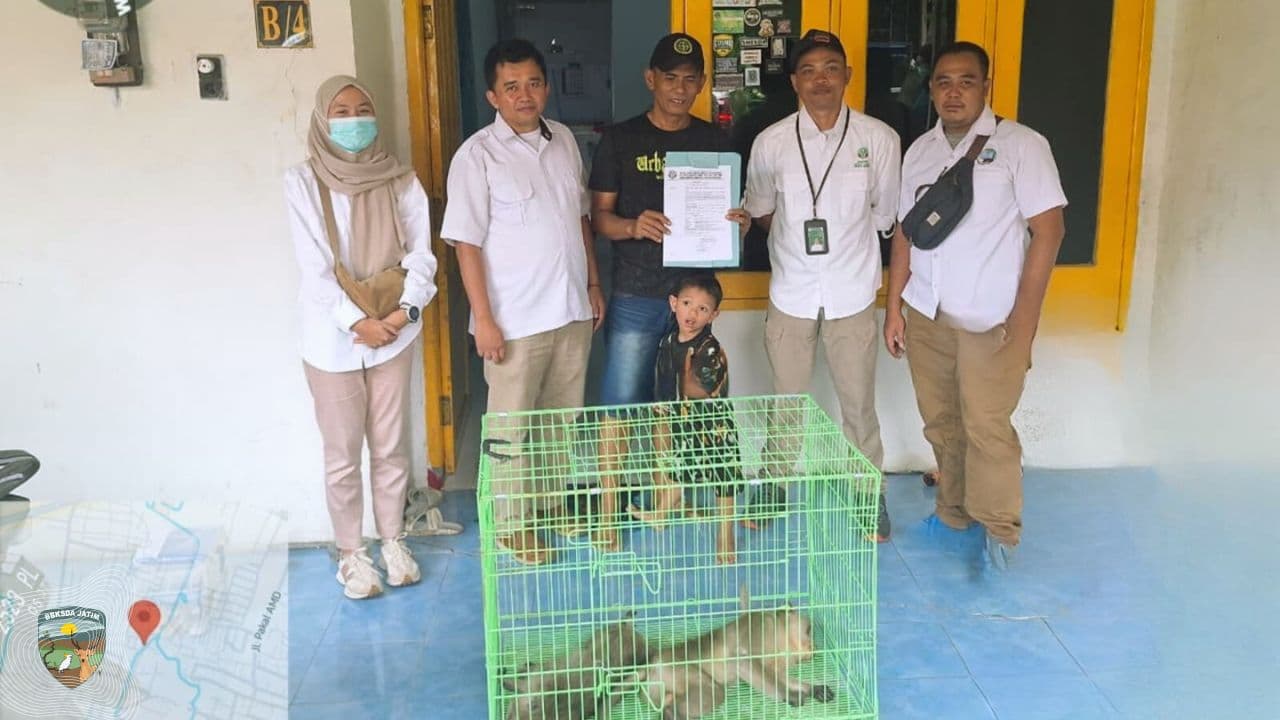 Tim Matawali Evakuasi Dua Monyet Ekor Panjang dari Permukiman Benowo