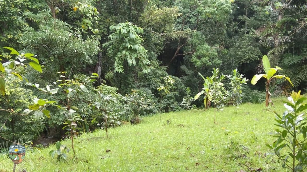 Pemulihan Ekosistem Bukan Sekadar Menanam, BBKSDA Jatim Ingin Pastikan Hutan Bawean Bangkit Kembali