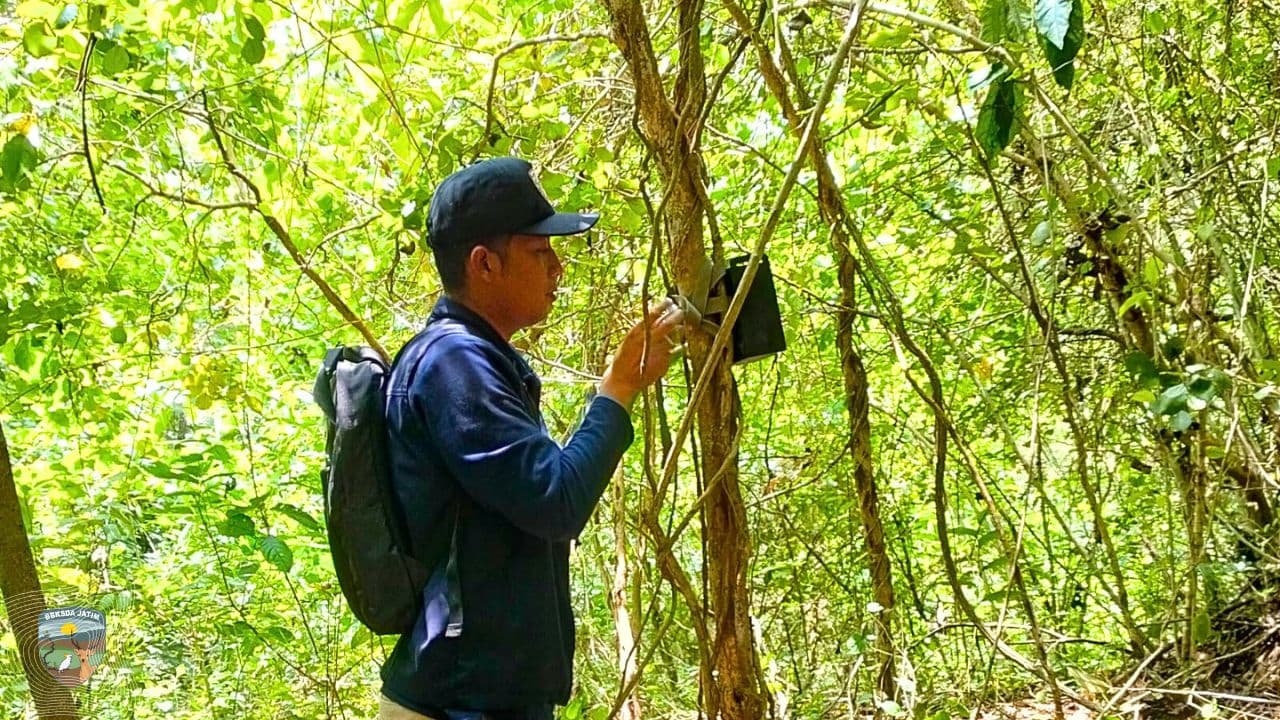 Memburu Jejak Paok Pancawarna di Hutan Kota Trenggalek