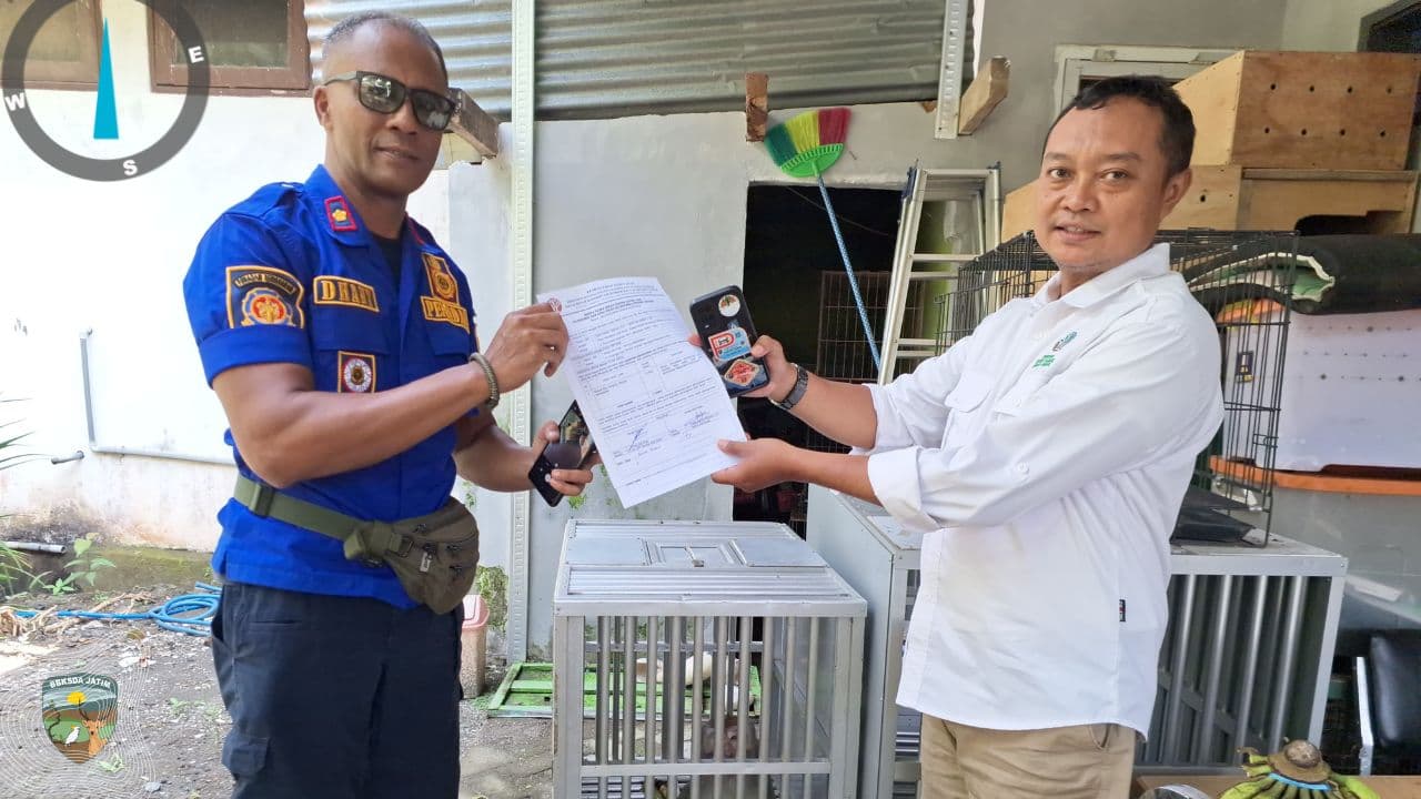 Mengamuk di Kediri, Monyet Ekor Panjang Dievakuasi