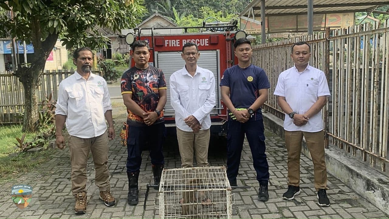 Penanganan Monyet di Bojonegoro, Ingatkan Risiko Memelihara Satwa Liar