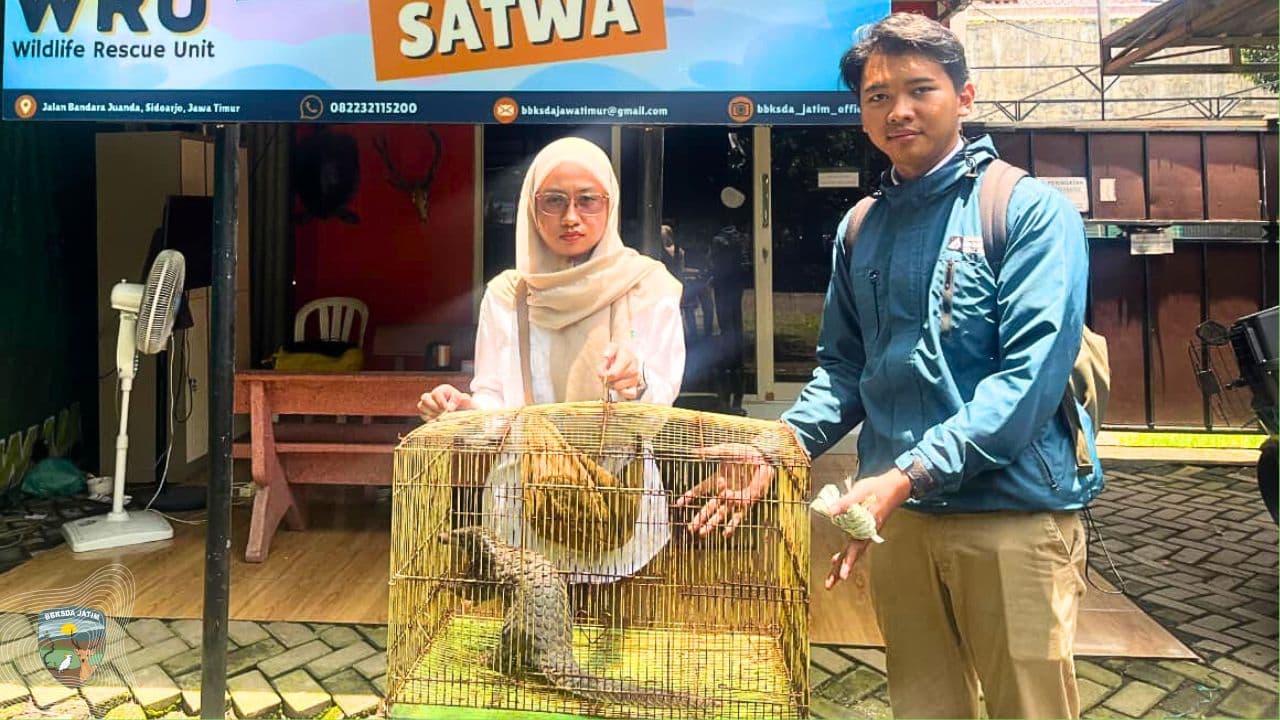 Sempat Disangka Tikus Raksasa, Tim Matawali Evakuasi Satwa Ini Di Mojokerto