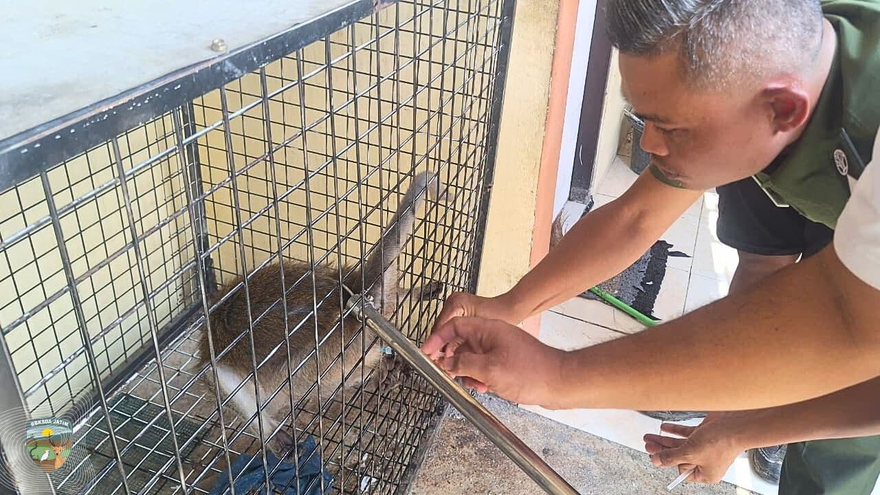 Gigitan Monyet di Permukiman Berujung Evakuasi Tim Matawali