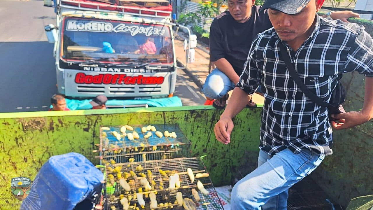 Ratusan Burung Selundupan dari NTT Dibongkar Tim Matawali dan Polairud Polda Jatim