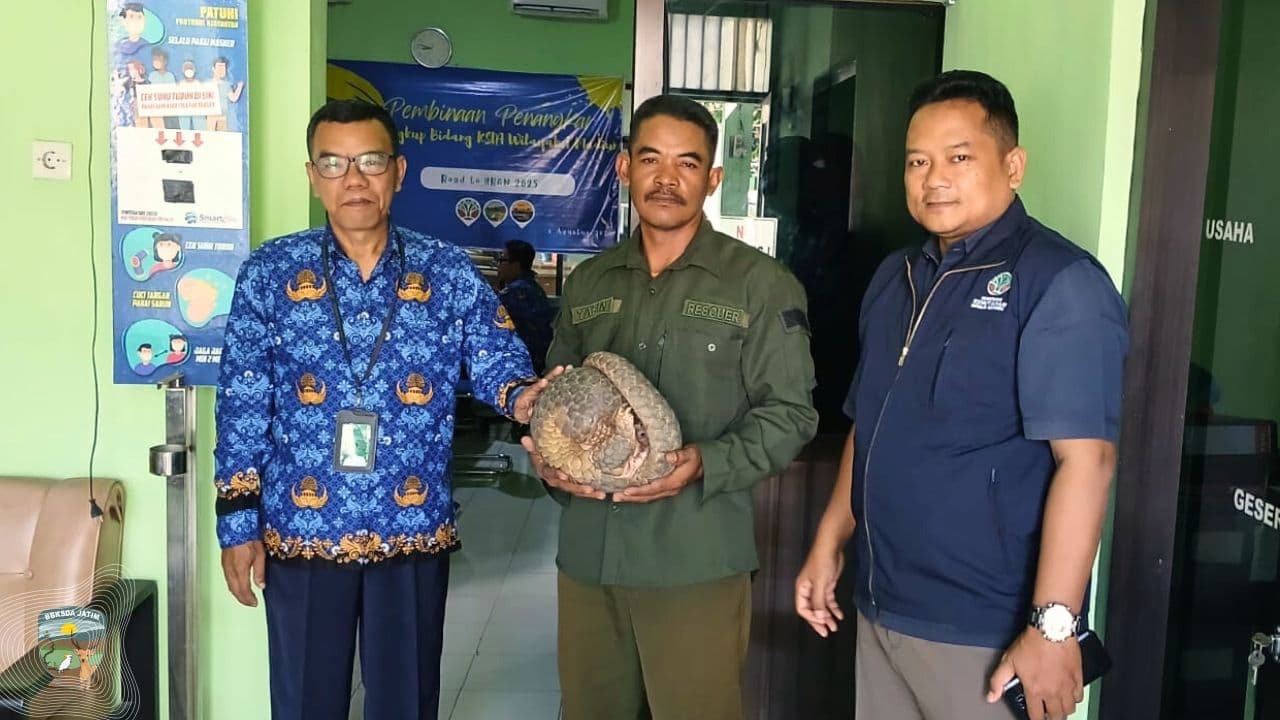 Trenggiling Muncul di Taman Kanak - Kanak, BBKSDA Jawa Timur Siapkan Pelepasliaran ke Cagar Alam
