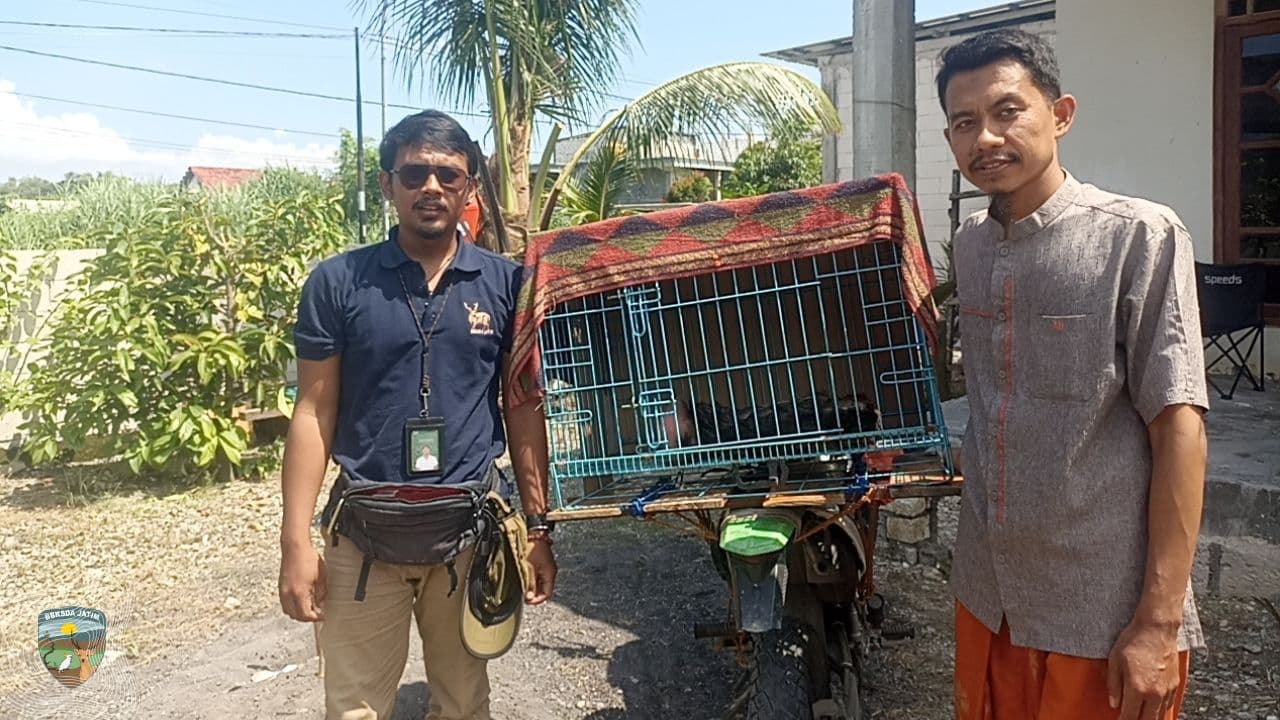 Tim Matawali Gresik Bergerak Cepat Selamatkan Beruk Betina