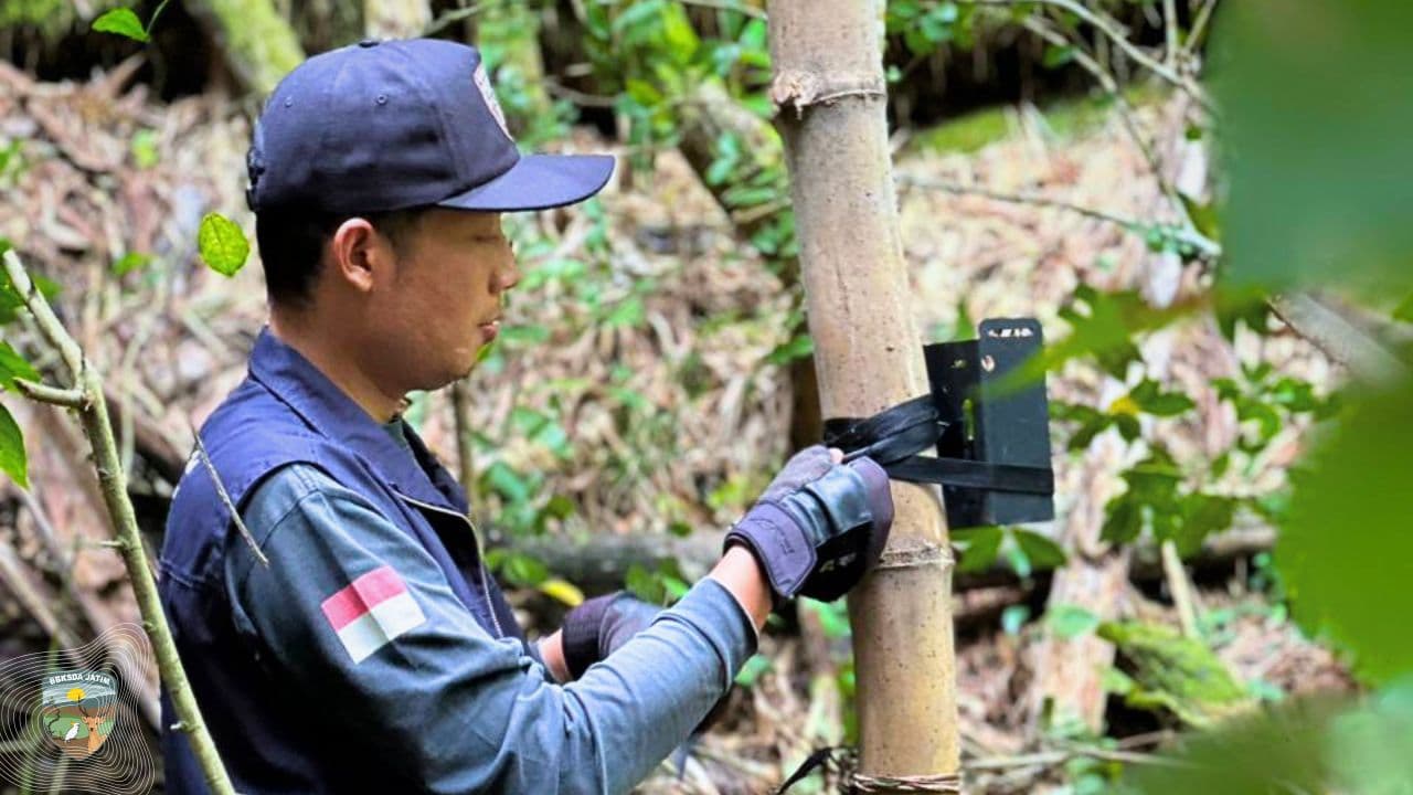 Kamera Jebak Bongkar Kehidupan Satwa di Hutan Kota Trenggalek
