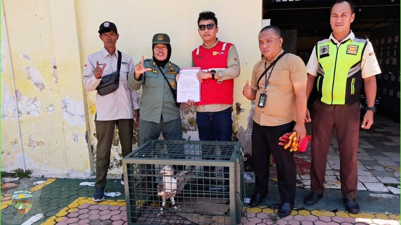 Elang Brontok Diselamatkan Tim Matawali dari Jaringan Listrik
