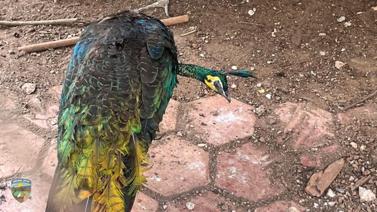 Apa yang Membawa Merak Hijau Bertahan 9 Tahun di Sekolah?