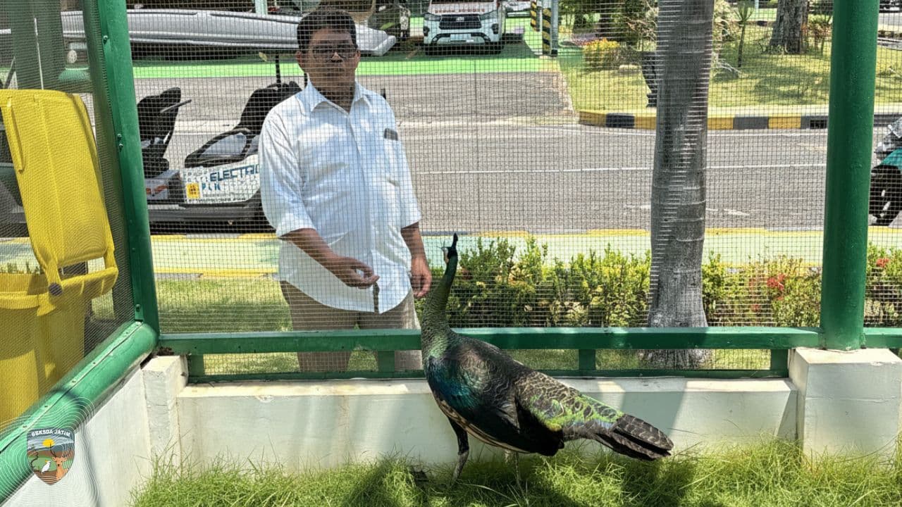 BBKSDA Jatim Pastikan Kesiapan Penangkaran Merak Hijau dan Rusa Tutul di Tuban