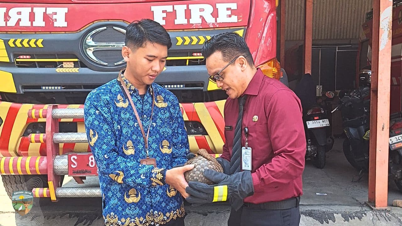 Kisah Yang Berulang, Trenggiling Diselamatkan BPBD di Trowulan