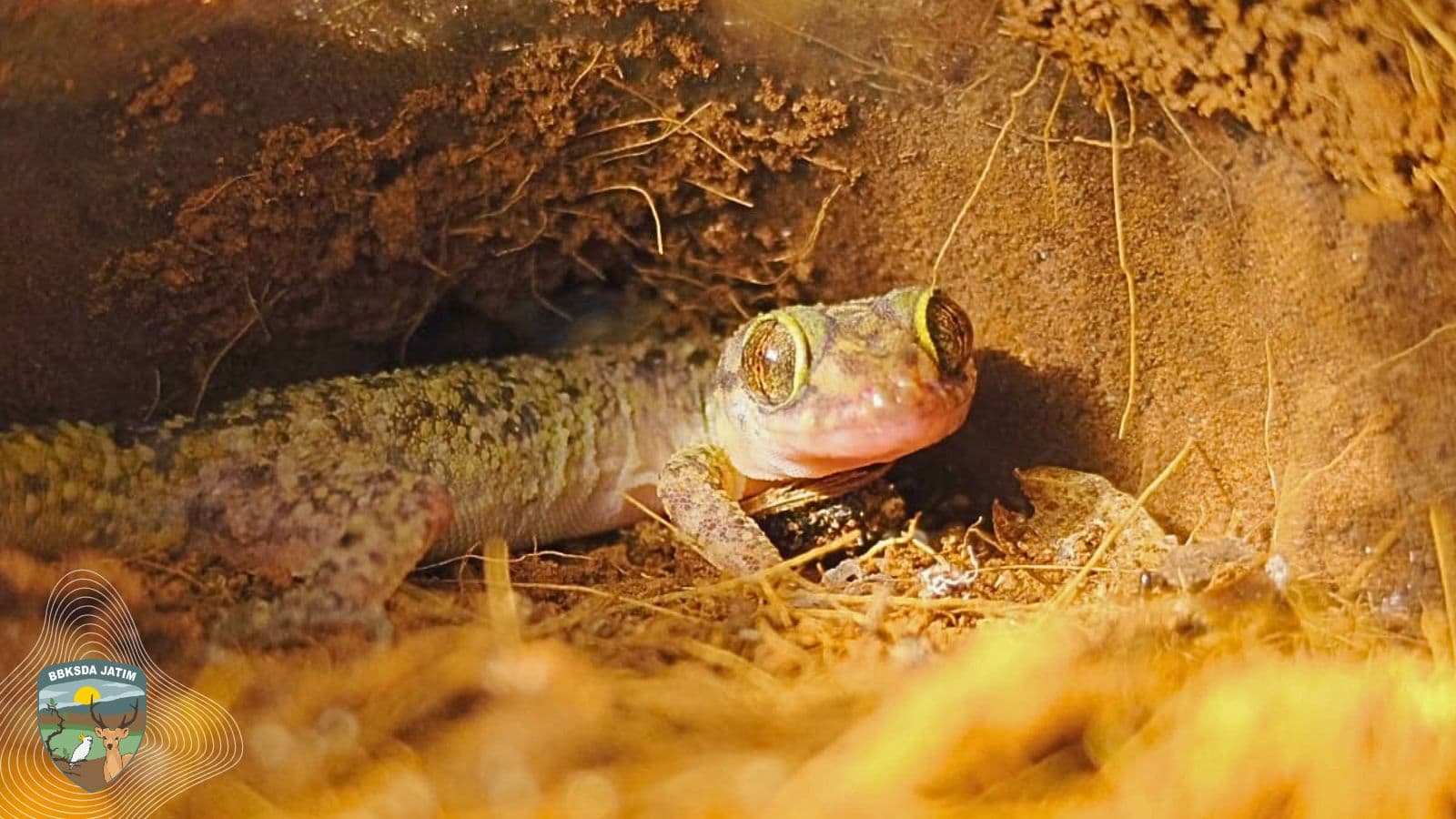 Jejak Cyrtodactylus Petani Dari Sebuah Malam Yang Tak Direncanakan Di Pamekasan