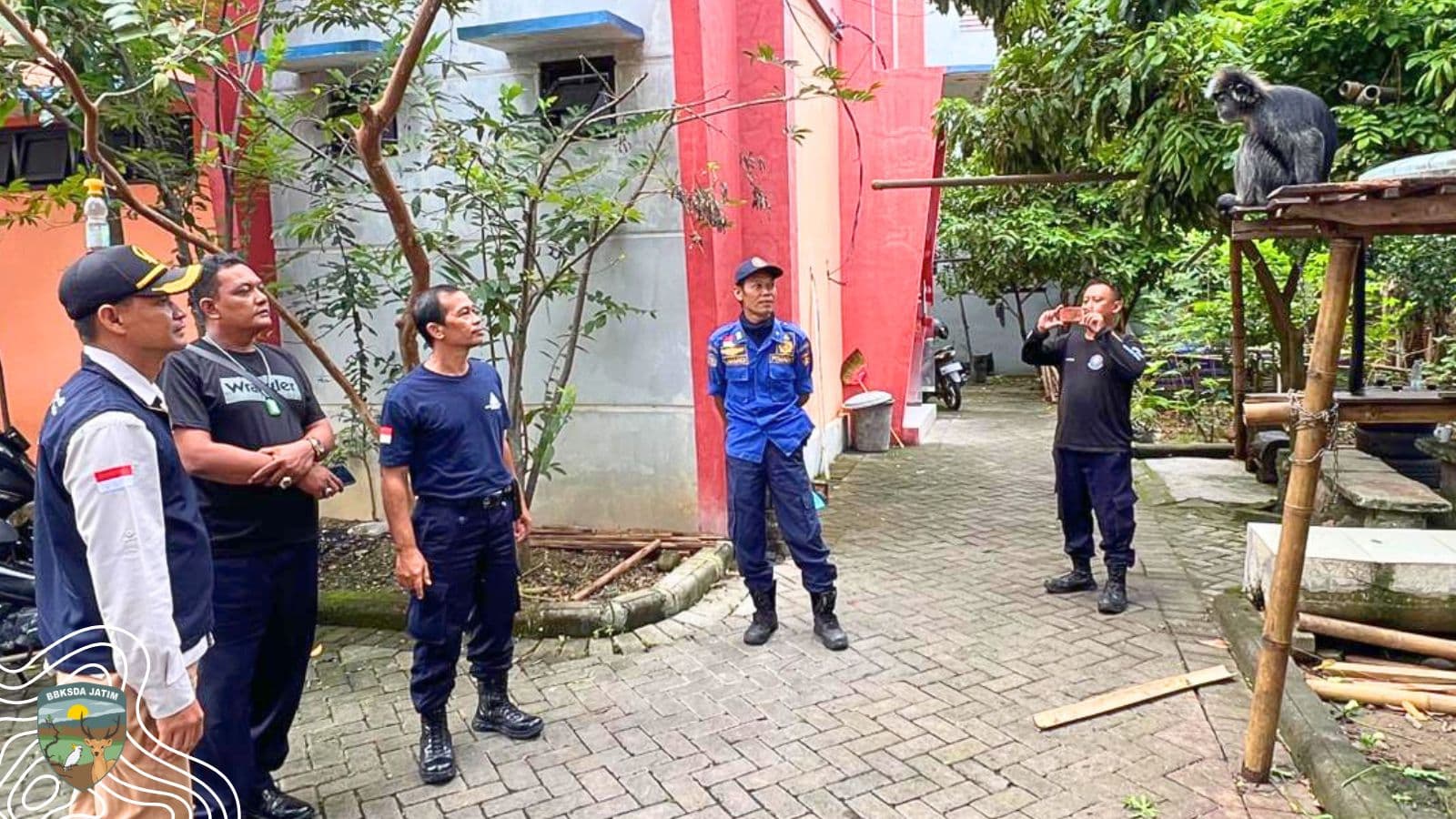 Lutung Jawa Diserahkan ke Damkar Ngawi, BBKSDA Jatim Lakukan Evakuasi Cepat