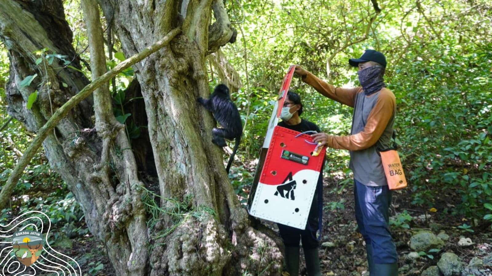 Jelang HKAN 2026, Tujuh Ekor Lutung Jawa Pulang Ke Nusa Barung