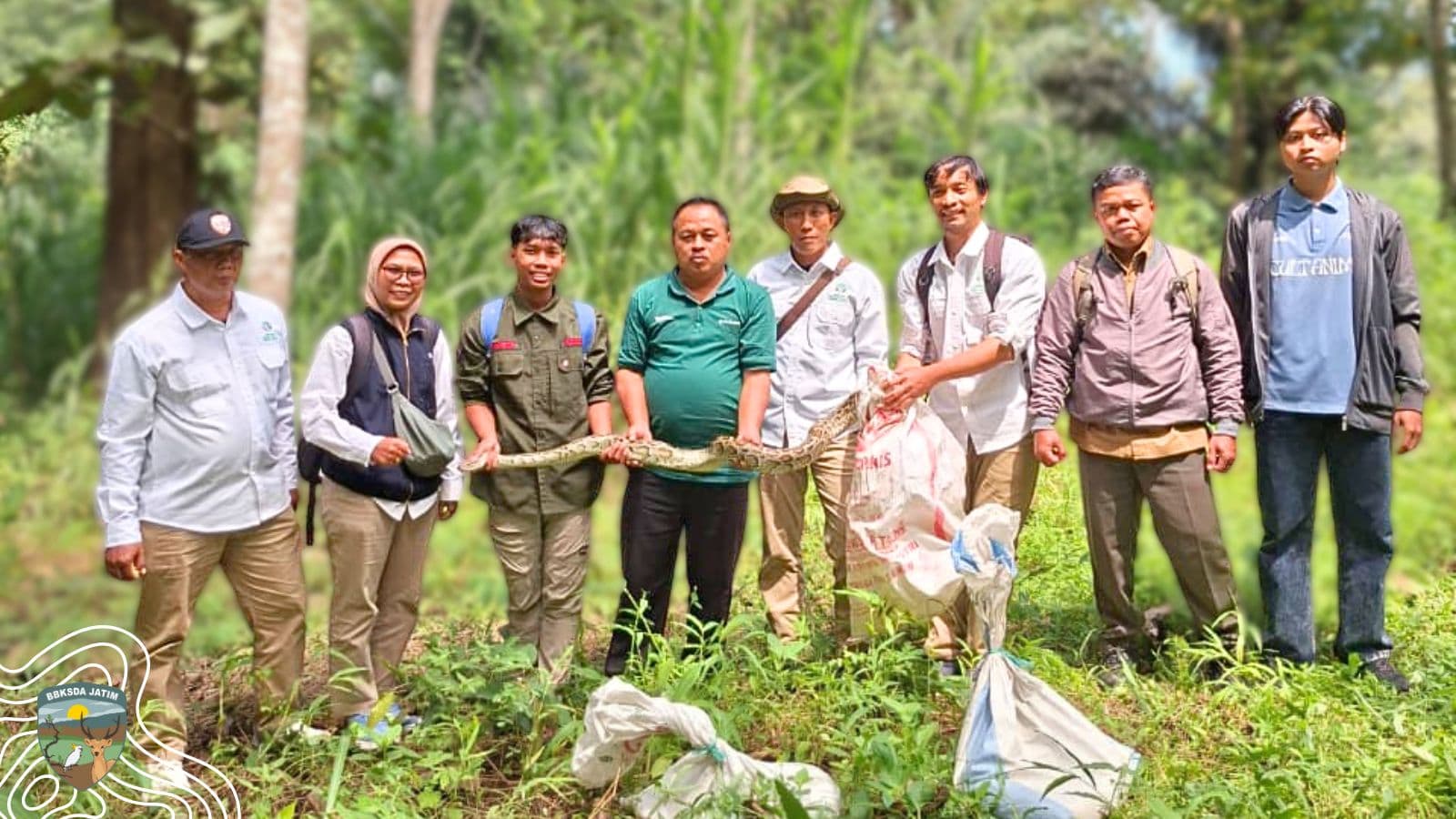 Ngeri, Ular Piton 3 Meter Ini Dilepasliarkan Di Ponorogo