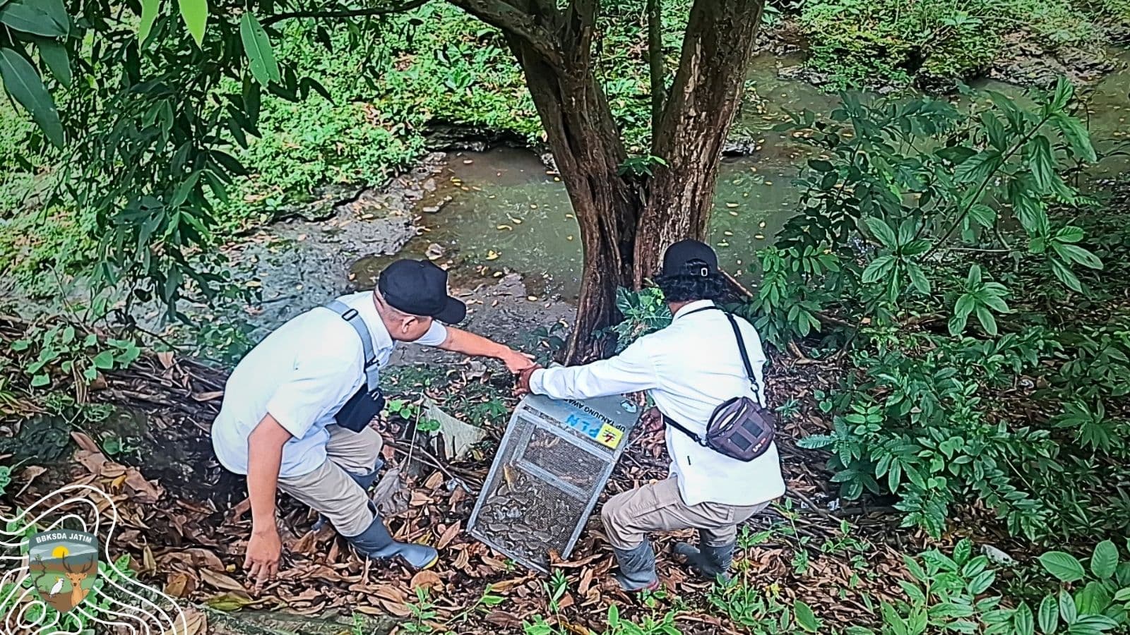 Pelepasliaran Sanca Kembang di Jantung Hutan Dander