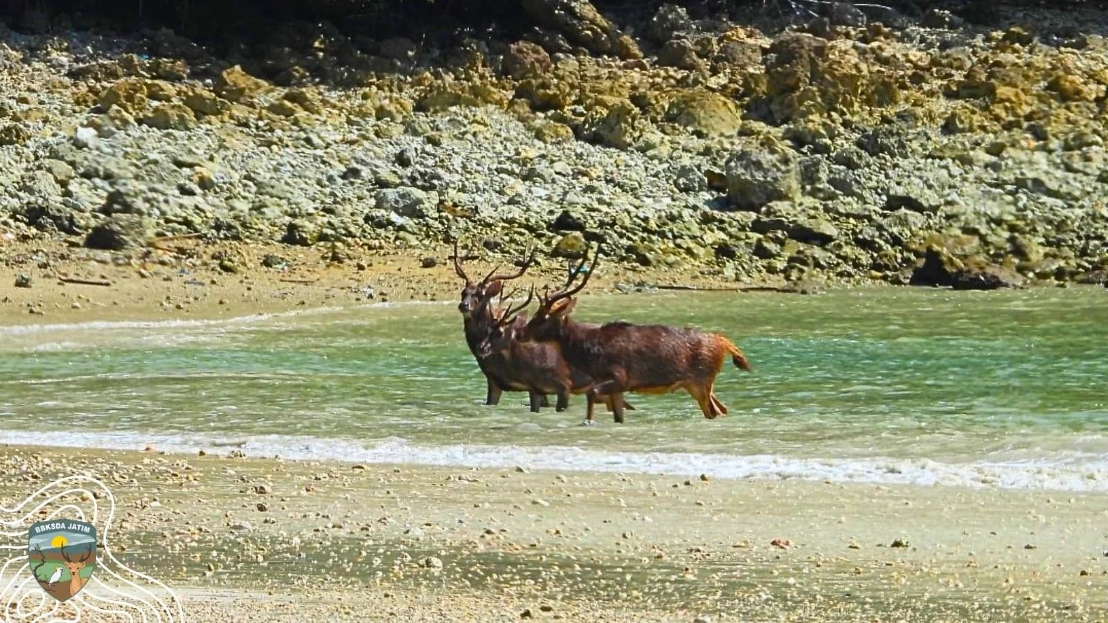 Benarkah Rusa Timor Minum Air Laut? Ini Penjelasannya!