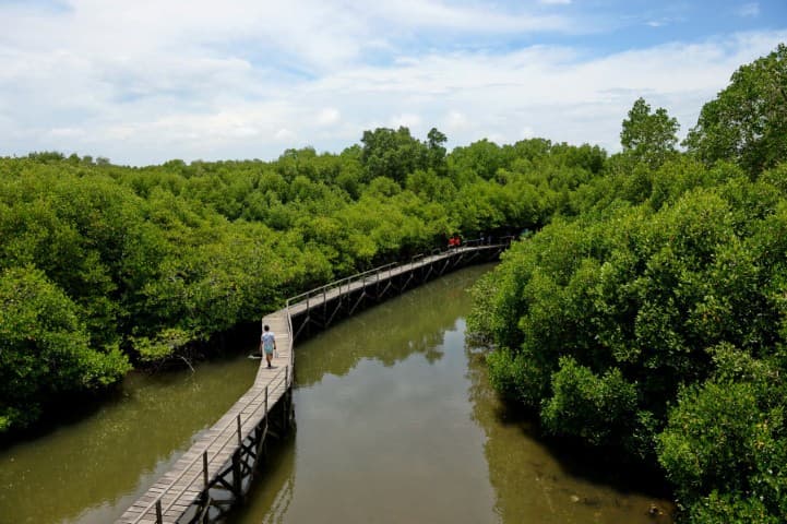 Dinilai Ganggu Perkembangbiakan Satwa, Pengamat Burung Tolak Konser Jazz di Kawasan Mangrove