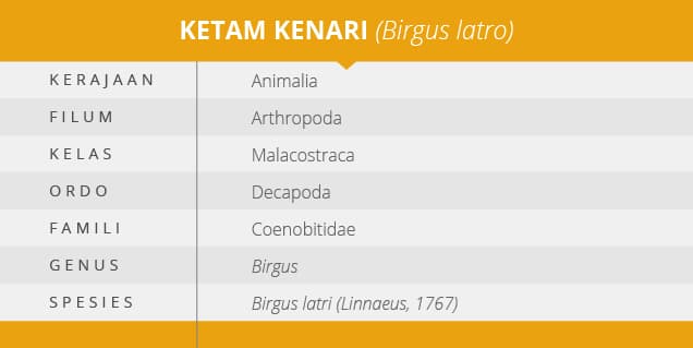 Ketam Kenari, Arthropoda Terbesar di Dunia yang Mulai Terancam - Thumbnail 1