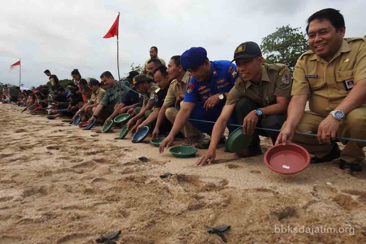 BBKSDA Jatim Lepasliarkan 318 Penyu Lekang - Thumbnail 1