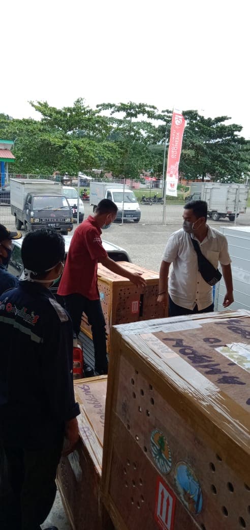 44 Kakatua Dari Jawa Timur Diantar Pulang Kampung ke Ambon - Thumbnail 3