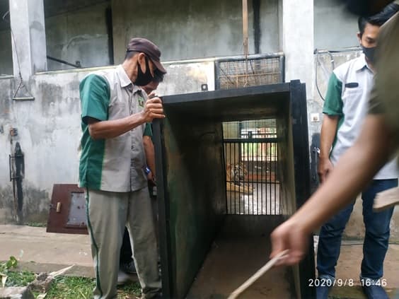 KONDISI BHAKSI HARIMAU SUMATERA DI LEMBAGA KONSERVASI MAHARANI ZOO DAN GOA