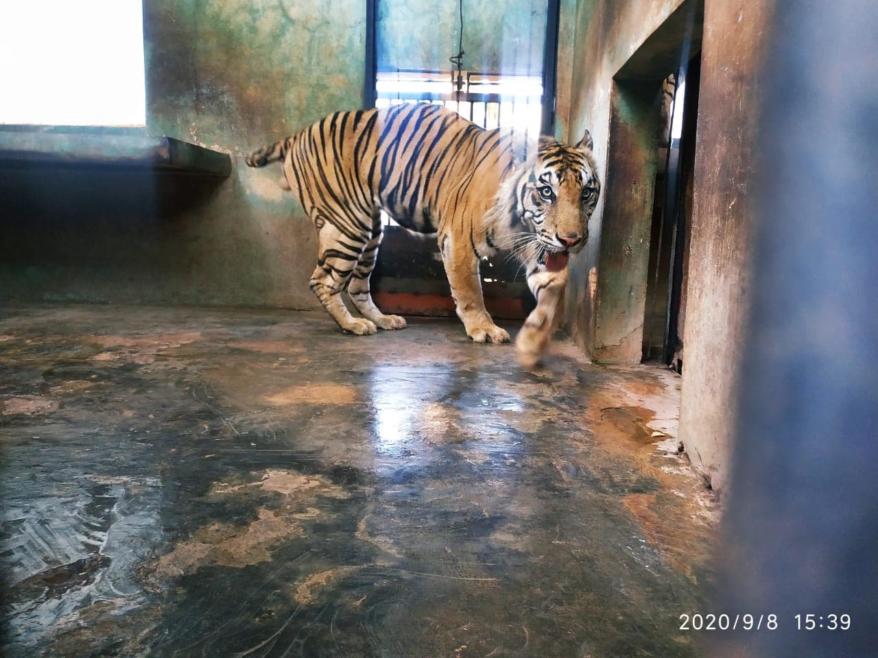 KONDISI BHAKSI HARIMAU SUMATERA DI LEMBAGA KONSERVASI MAHARANI ZOO DAN GOA - Thumbnail 3