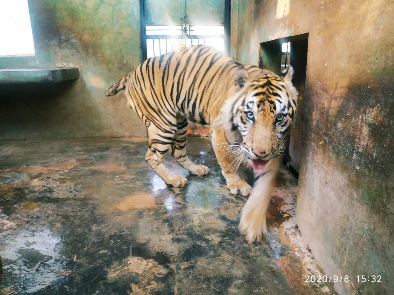 KONDISI BHAKSI HARIMAU SUMATERA DI LEMBAGA KONSERVASI MAHARANI ZOO DAN GOA - Thumbnail 1