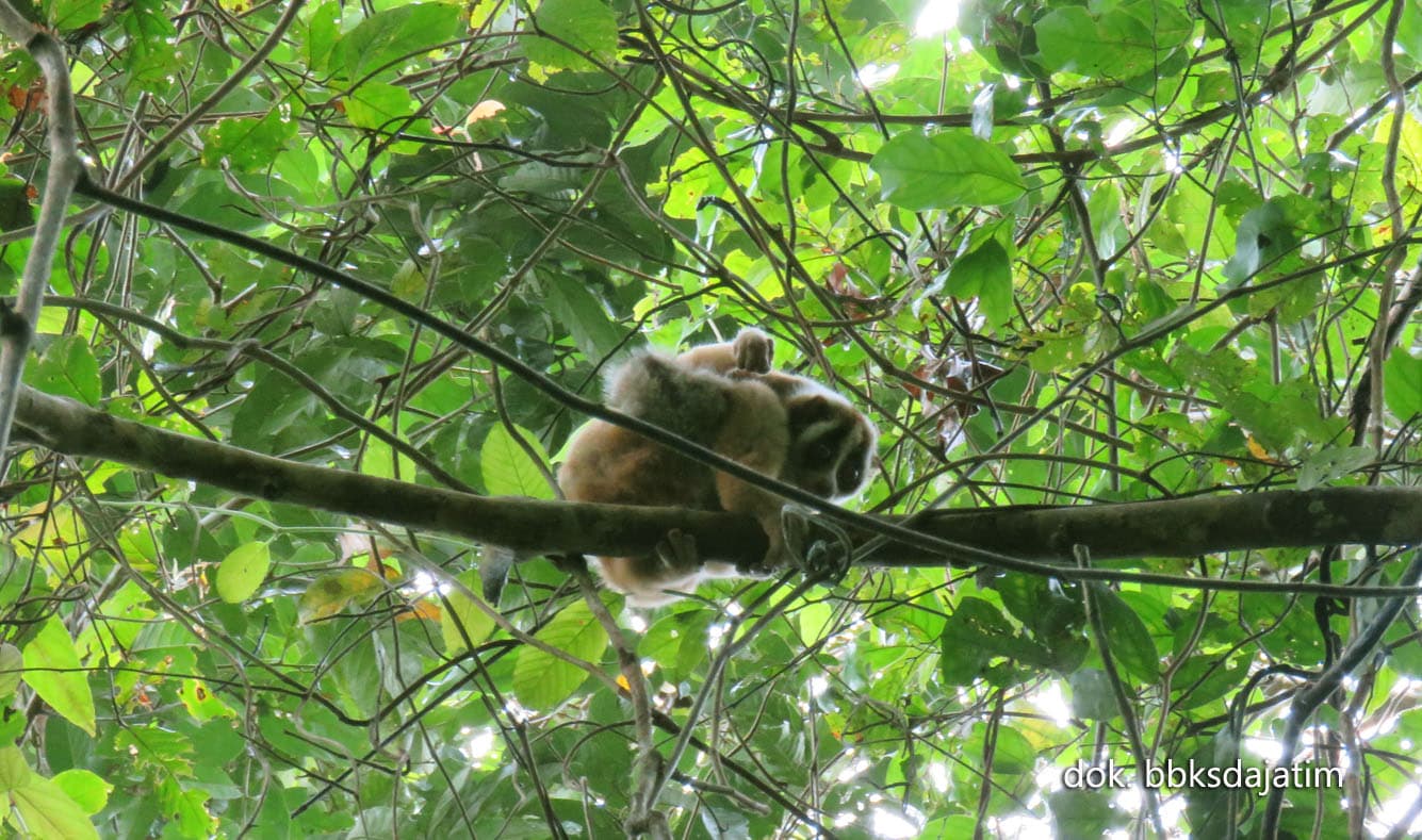 Menyongsong HKAN, BBKSDA Jatim Lepasliarkan Lutung Jawa - Thumbnail 2