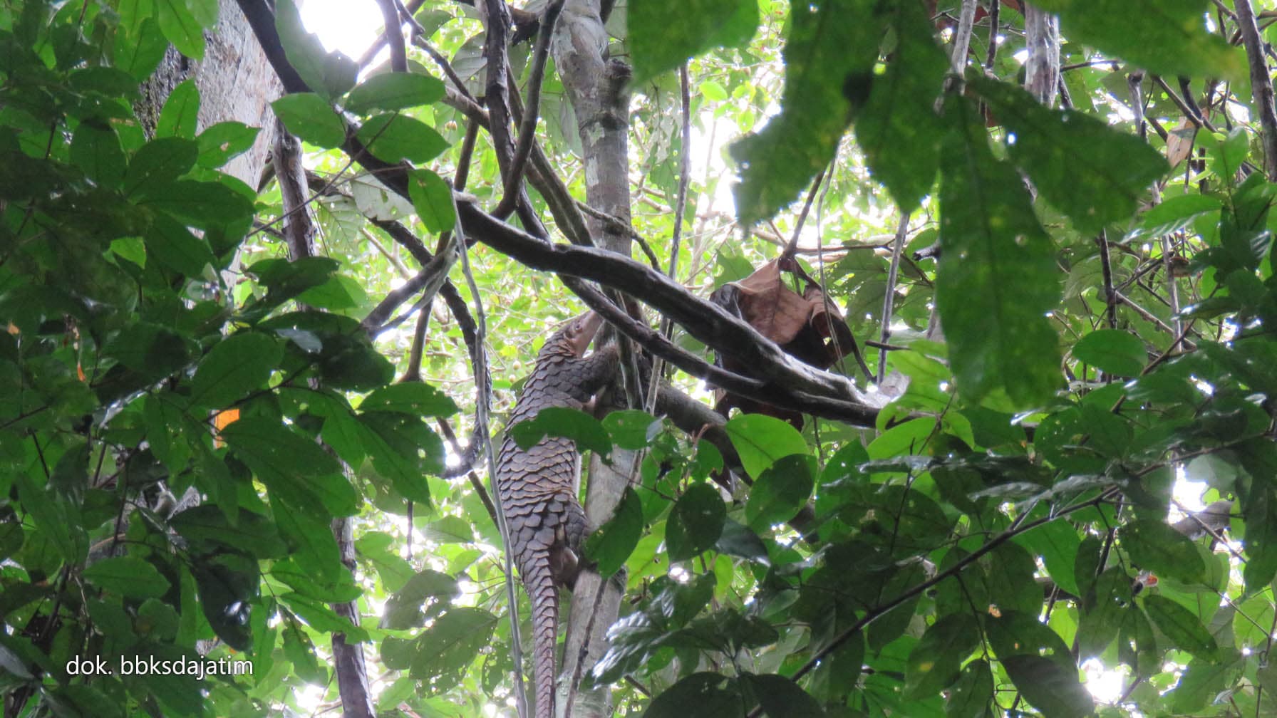Menyongsong HKAN, BBKSDA Jatim Lepasliarkan Lutung Jawa - Thumbnail 3