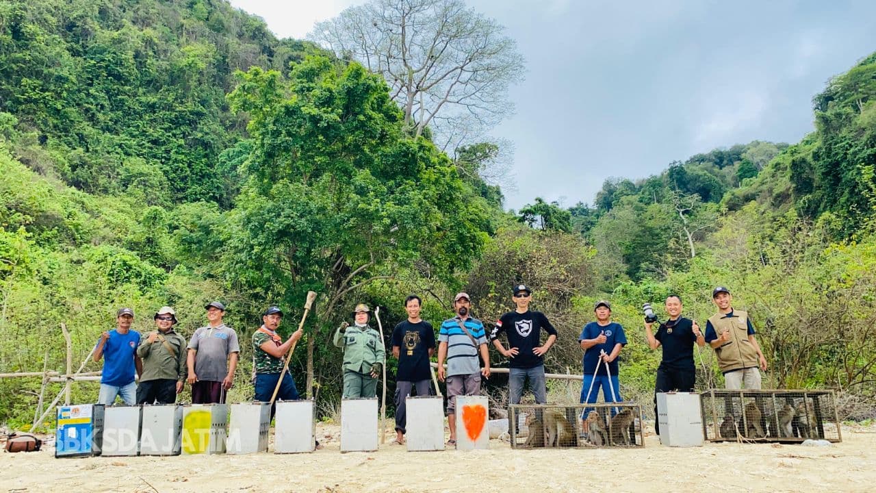 Membahayakan, BBKSDA Jatim Tangkap Puluhan Monyet di Lanud Iswahjudi - Thumbnail 1