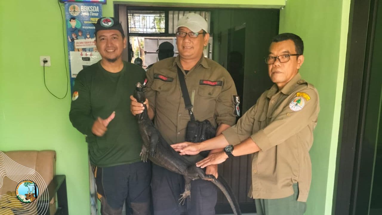 Jangan Takut Serahkan Satwa Dilindungi Ke BBKSDA Jawa Timur - Thumbnail 1