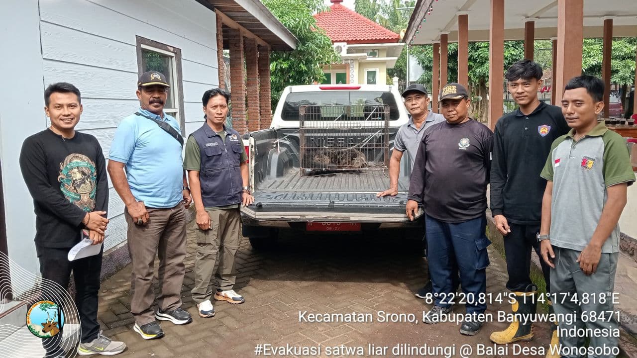 Dikira Babi Ngepet, Warga Wonosobo Serahkan Ke BBKSDA Jatim, Begini Ceritanya