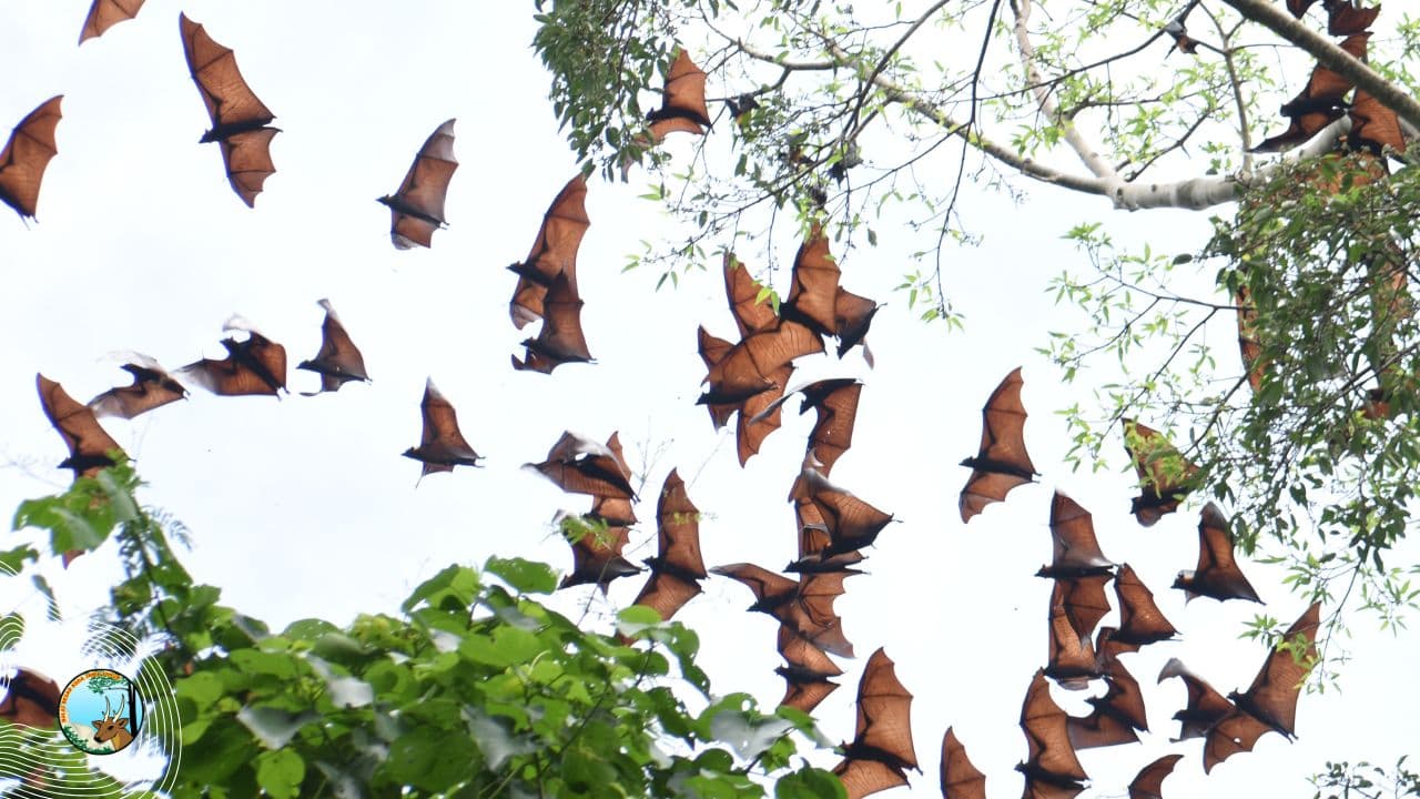 Cagar Alam Manggis Gadungan: Singgasana Ratu Ficus dan Keajaiban Konservasi Indonesia - Thumbnail 1