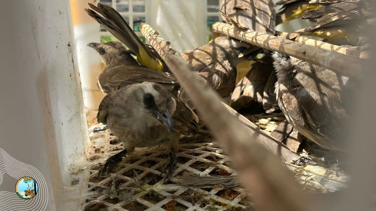 Burung kiriman dari Bali Diamankan di Banyuwangi, 66 Ekor Akan Dikembalikan ke Habitat Alami di Gunung Ijen