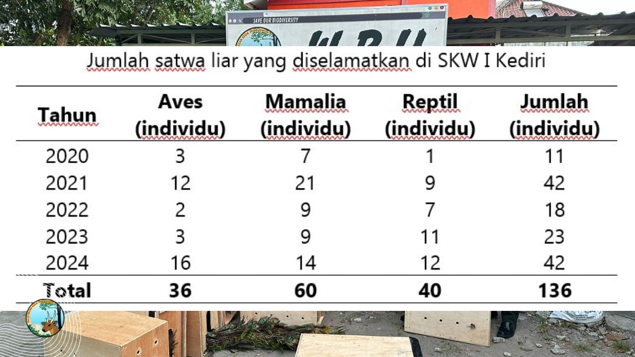 42 Satwa Diselamatkan Seksi KSDA Wilayah I Kediri Selama 2024 - Thumbnail 1