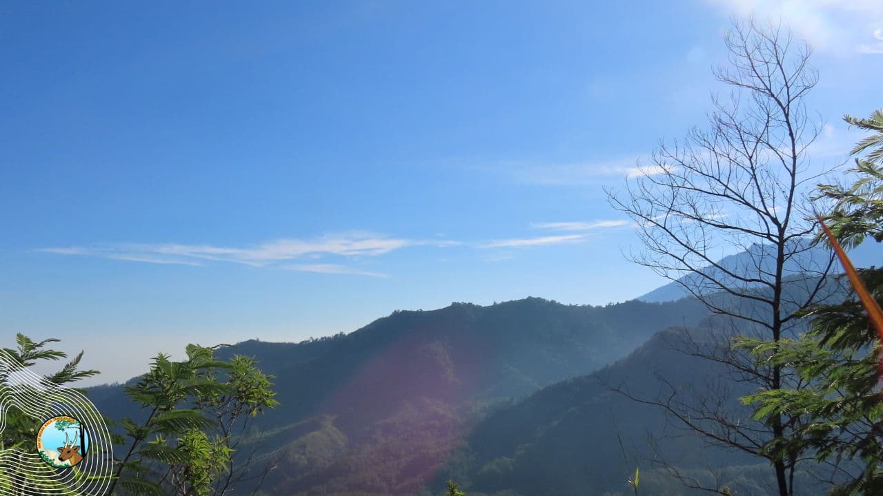 Jejak Reptil dan Amfibi Pegunungan Wilis: Mengungkap Keanekaragaman Herpetofauna di Cagar Alam Gunung Picis dan Gunung Sigogor - Thumbnail 1