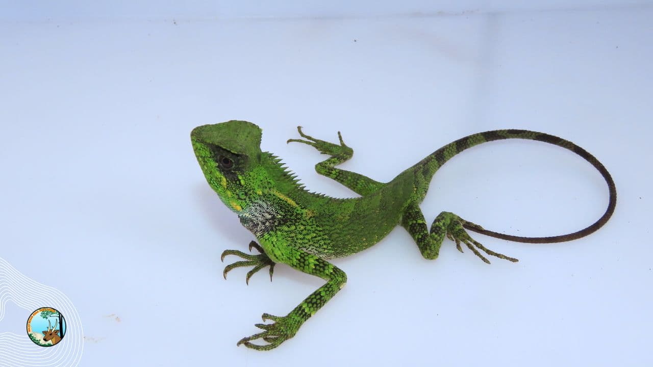 Jejak Reptil dan Amfibi Pegunungan Wilis: Mengungkap Keanekaragaman Herpetofauna di Cagar Alam Gunung Picis dan Gunung Sigogor - Thumbnail 2