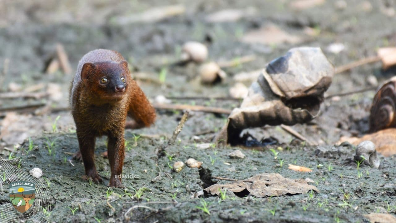Garangan, Pemangsa Imut Penyeimbang Ekosistem