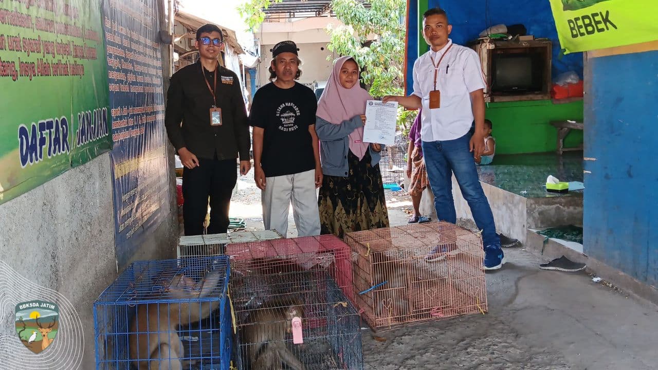 Kandang Tua, Naluri Liar, dan Ketegangan yang menyelimuti Saat Evakuasi