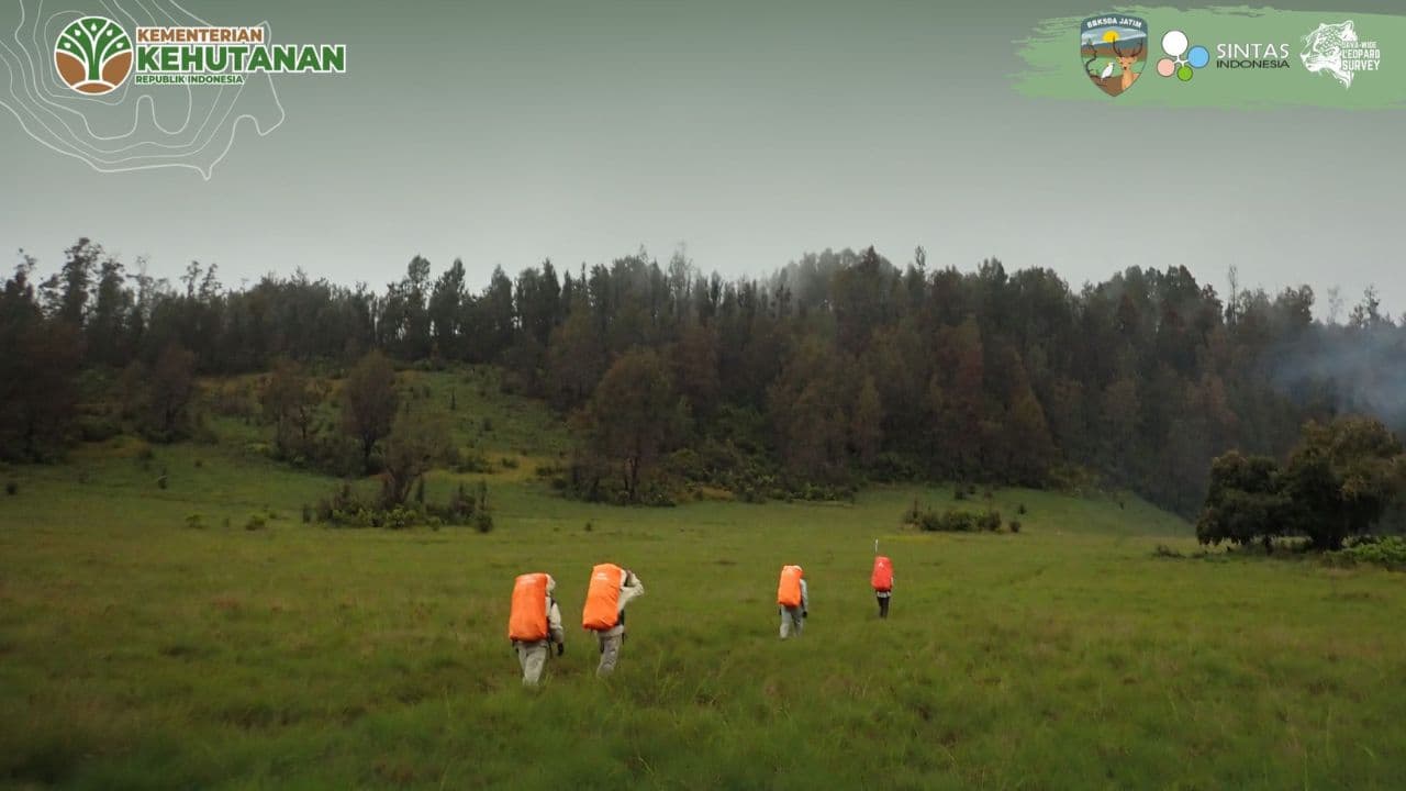 Misteri Jejak Macan Tutul Jawa Di Jantung Hutan Dataran Tinggi Yang - Thumbnail 2