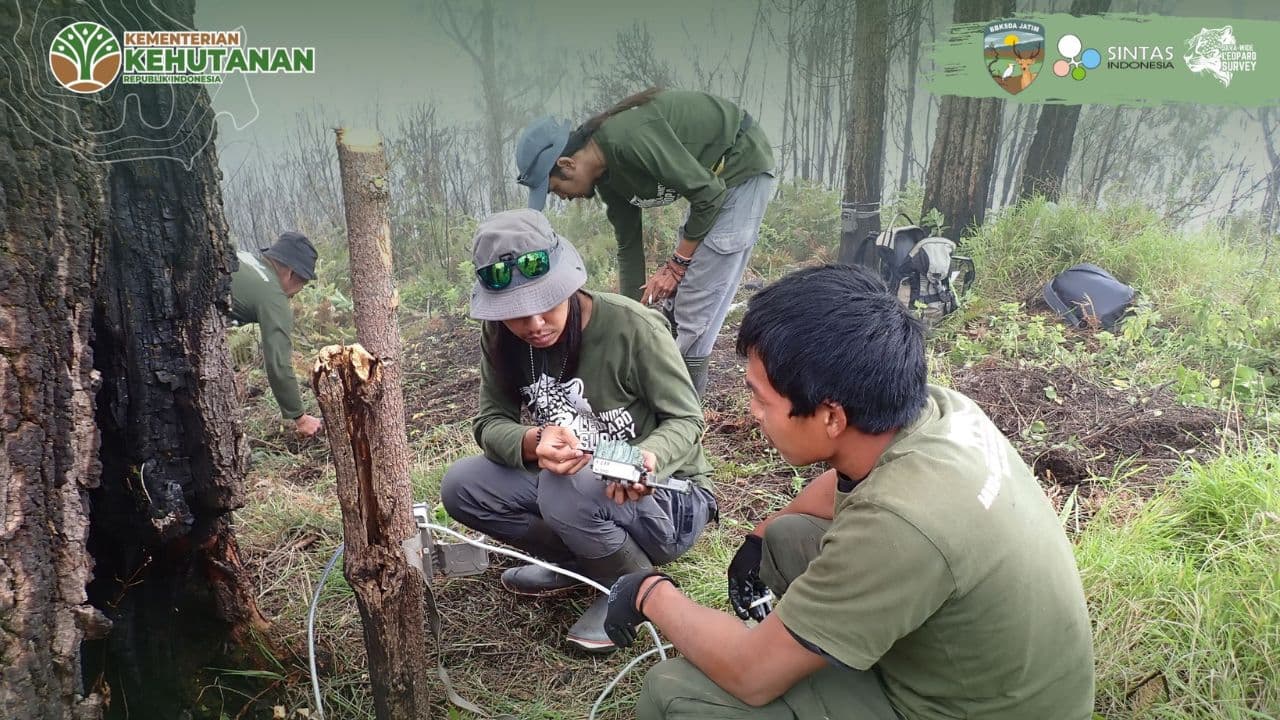 Misteri Jejak Macan Tutul Jawa Di Jantung Hutan Dataran Tinggi Yang - Thumbnail 1