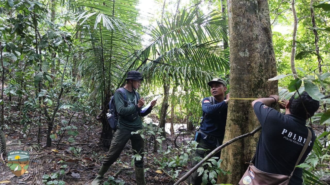 Antara Sosoran Babi Kutil dan Goresan Sang Primadona Bawean